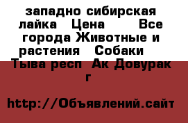 западно сибирская лайка › Цена ­ 0 - Все города Животные и растения » Собаки   . Тыва респ.,Ак-Довурак г.